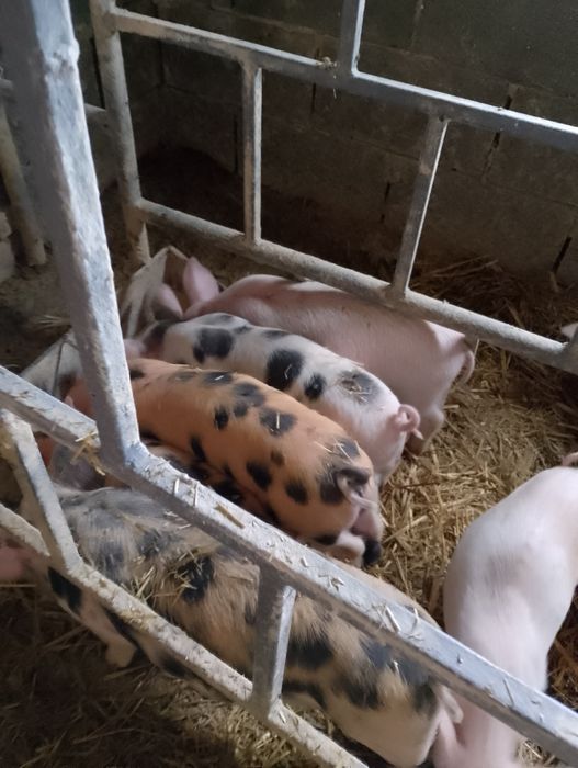 Поросята,трипородка