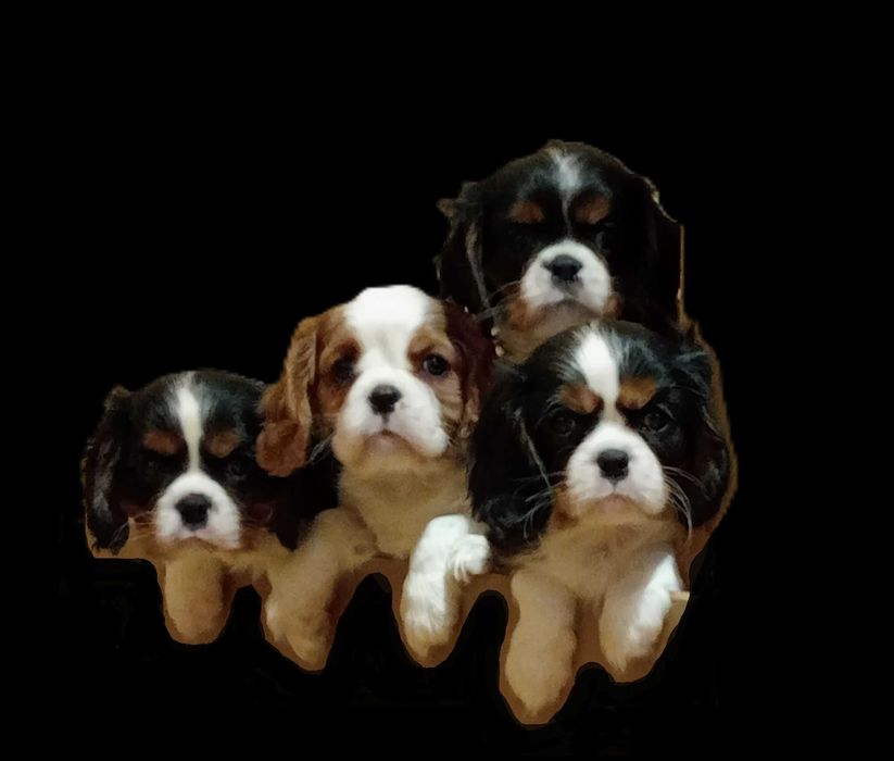 Cavalier King Charles Spaniel, tricolor
