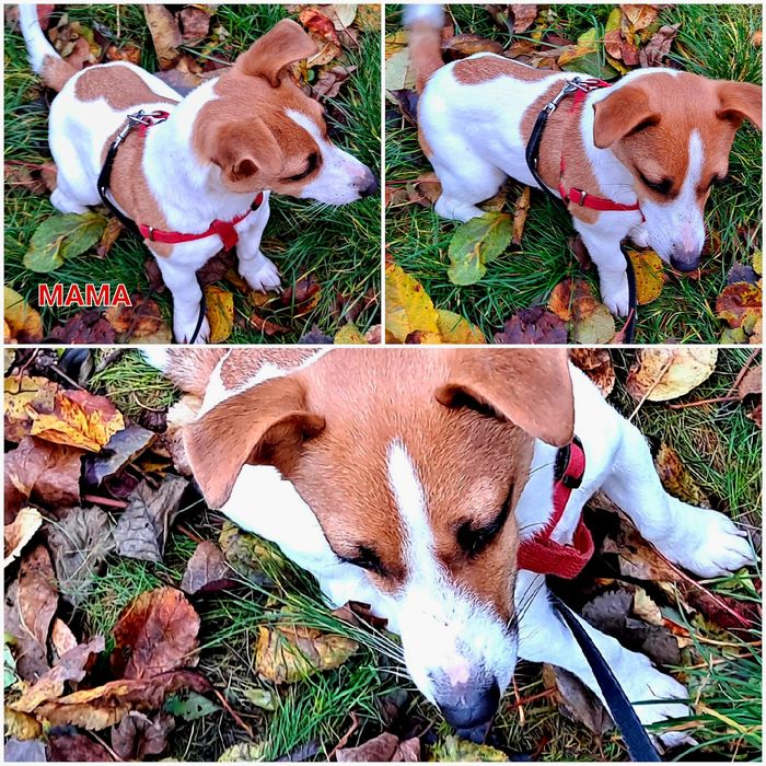 Suczka 5 m -cyJack Russell JUŻ DO ODBIORU !!!  krótkie nózki RODZIICEW