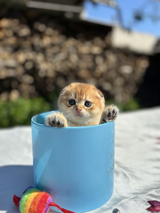 Чарівний малюк 1,5 місяців scottish fold