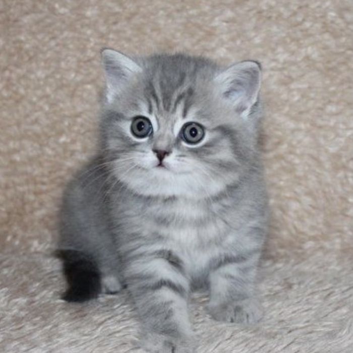 Дивовижні солодушки