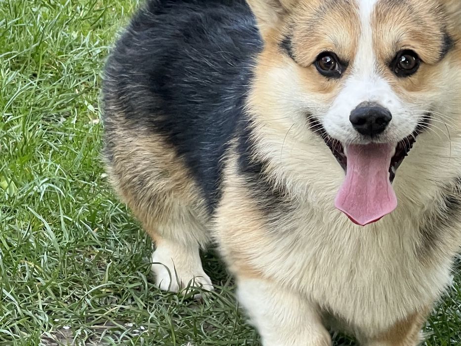 Вязка собак корги