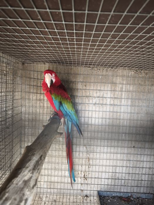 arara chloropthera macho 2013 anilha fechada reprodutor documentos pro