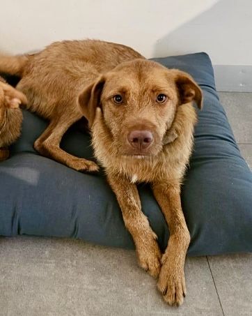 Cão com cerca de 1 ano para adoção responsável