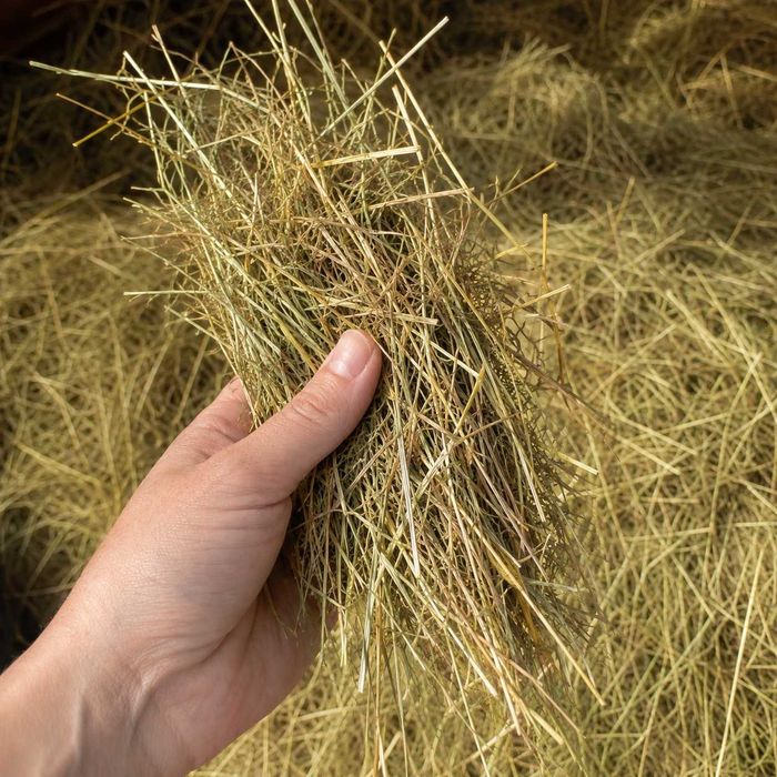 ПРОДАМ Сіно Лугове