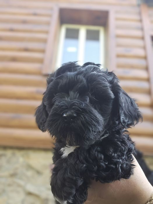 Мальчик мальтипу ф1 готов к переезду