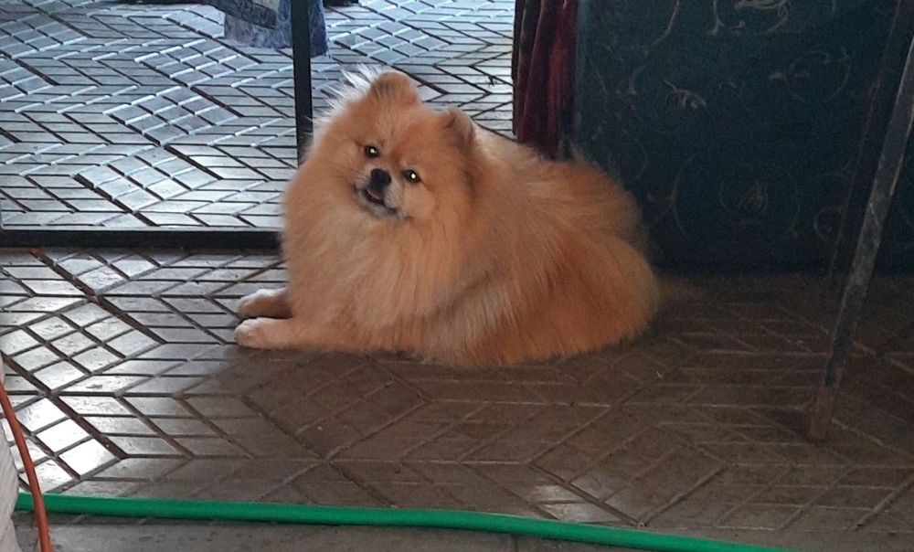 Шпиц, кобель, вязка
