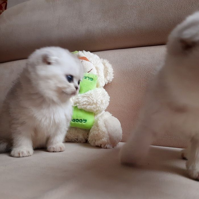 Вислоухие котята серебристые шиншиллы  шотландские фолдики.