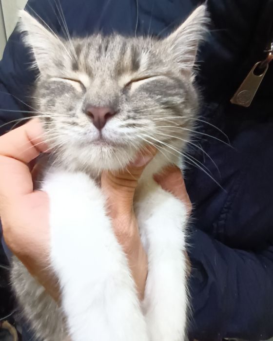 Кошеня Принцеса 5 міс стерильна