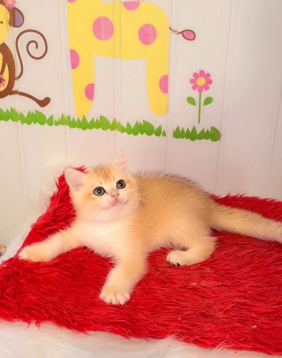 Вибір є золота шиншила ny12