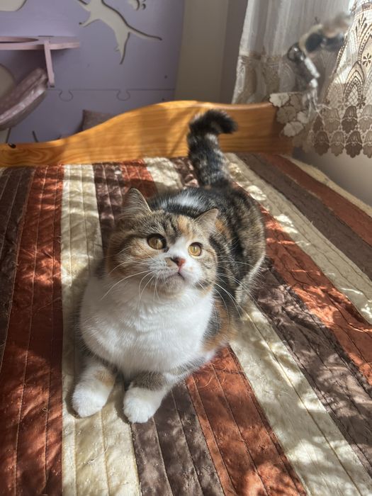 Scottish straight femea