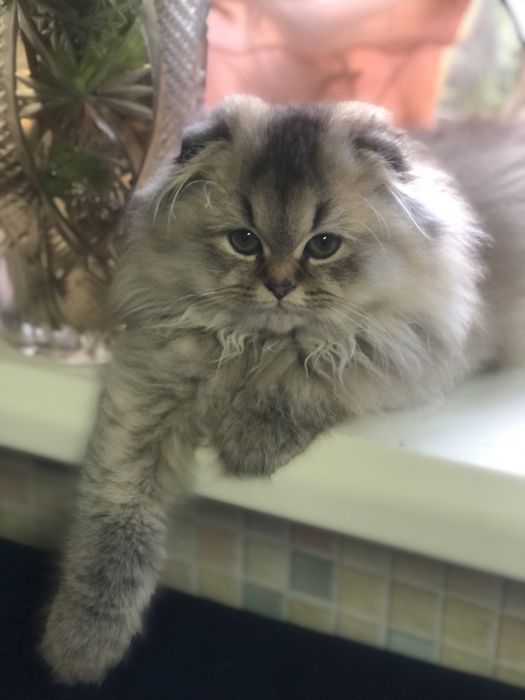 Золотий красунчик