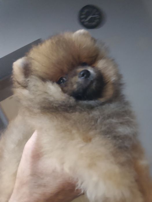 Piękny chłopak pomerianian