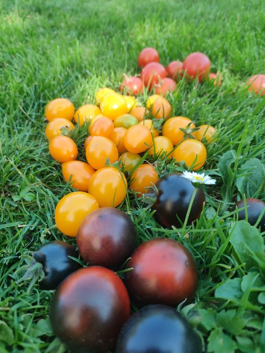 Розсада томатів для вирощування у кашпо та балконних горщиках