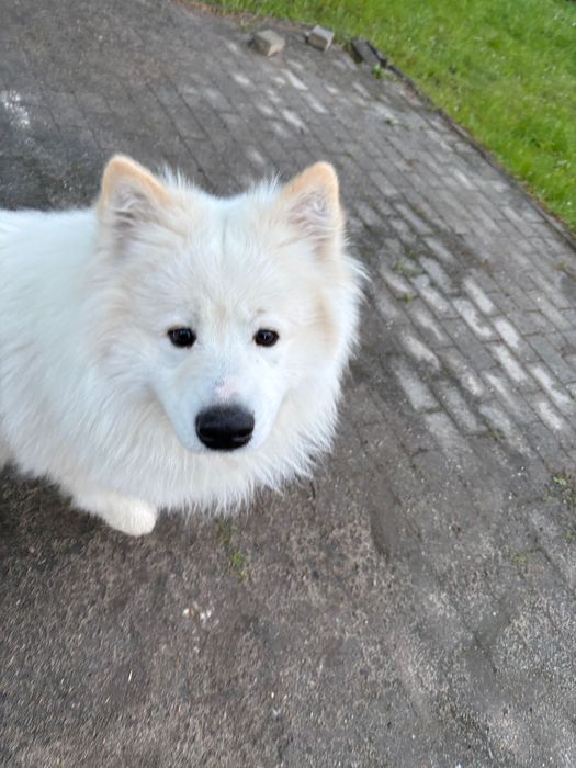 Samoyed 2,5 Letni do adopcji