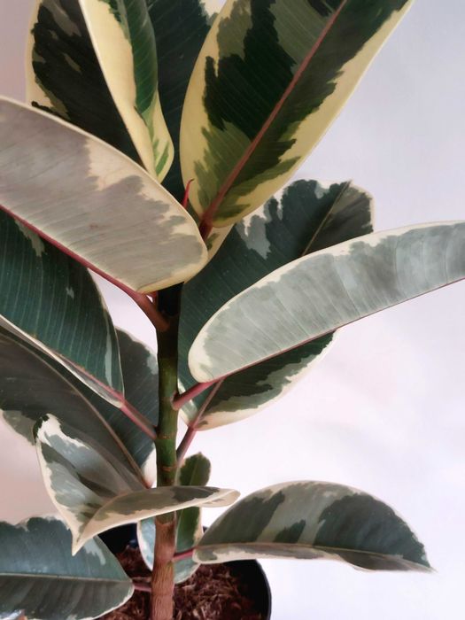 Planta Ficus elastica 'Tineke'