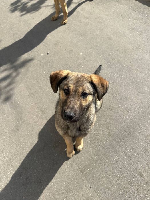 Метис дівчинка 6міс