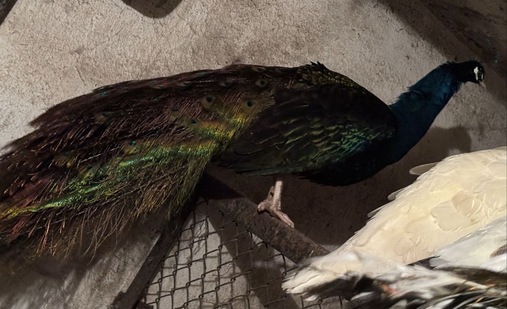 Paw czarnoskrzydły samiec 4 lata