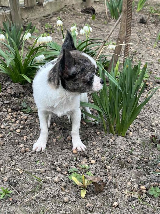 Дівчинка міні 5 місяців