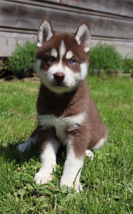 Zjawiskowy chłopczyk siberian husky ZKwP FCI