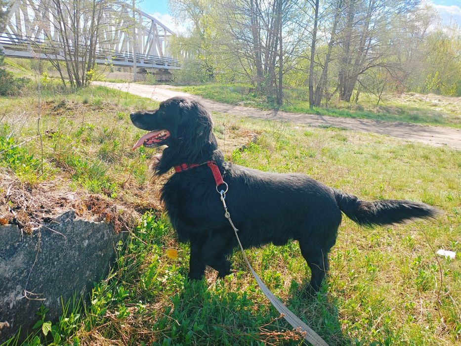 Jackie- piękny pies z bardzo smutną przeszłością