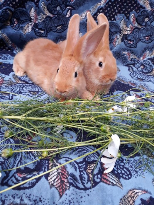 Кролики  Бургундці.