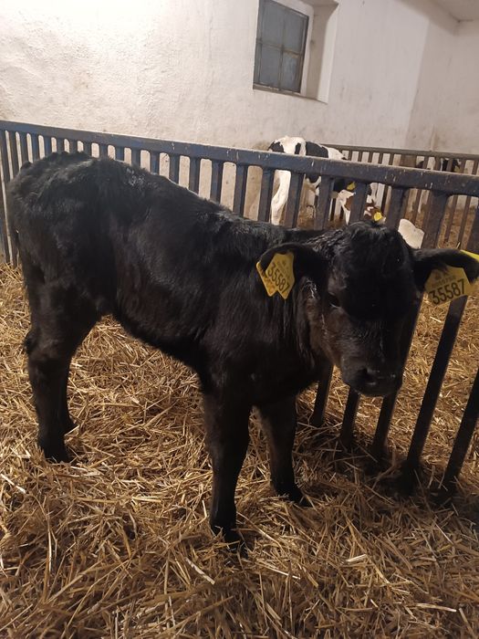 Jałoszka Limuze Byczek