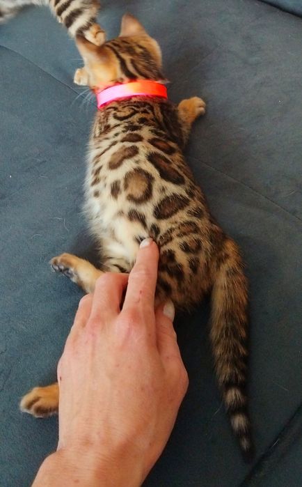 Чистокровні кошенята show class ben 24 WCF.Доставка по Україн