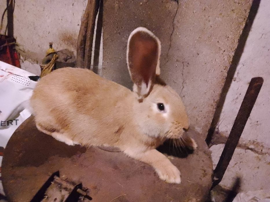 Królik króliki samica 2025r.