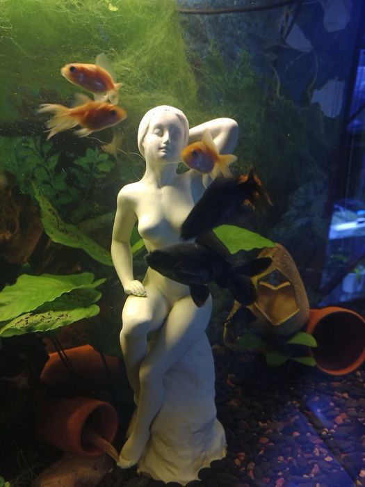 Акваріумні рибки