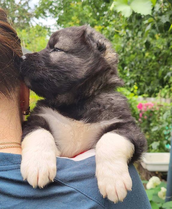 цуценята кавказької вівчарки