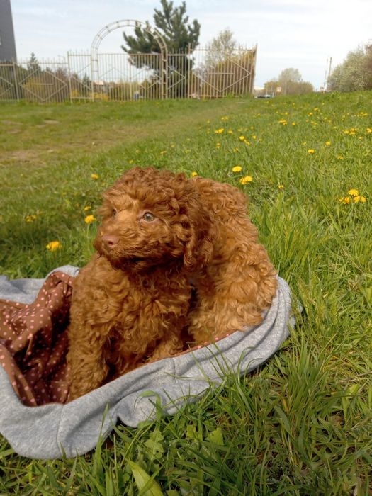Той пудель.девочки