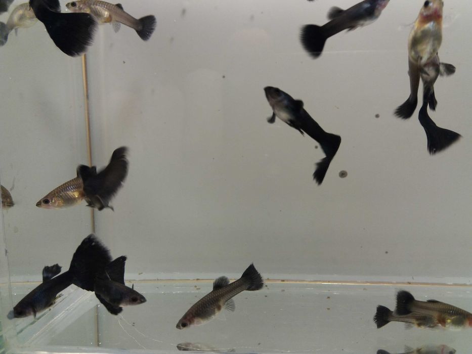 gupik moskiewski czarny