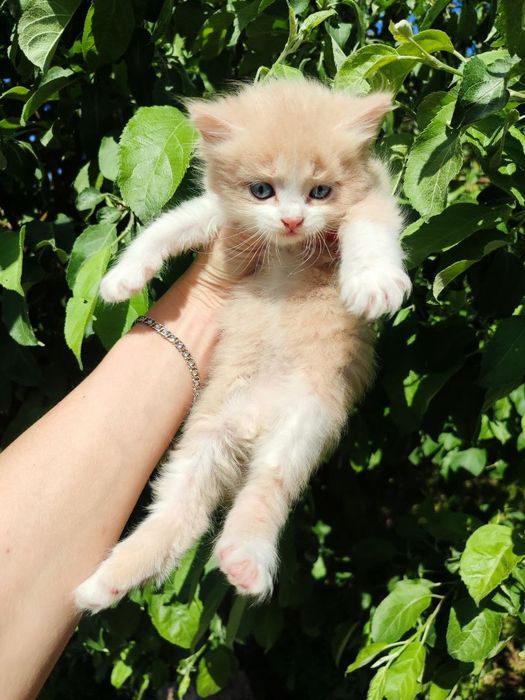 Котенок длинношерстный британский