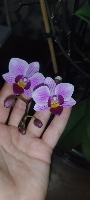 орхідея phal. girltalk