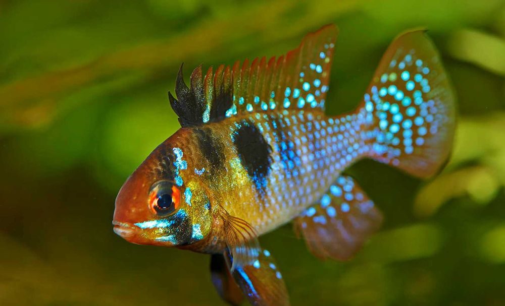 Pielęgniczka Ramireza - Pielęgniczka motylowa - Mikrogeophagus - dowóz