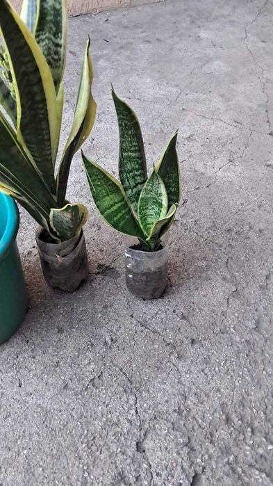 кімнатні  квіти  Сансевієрія 3 види