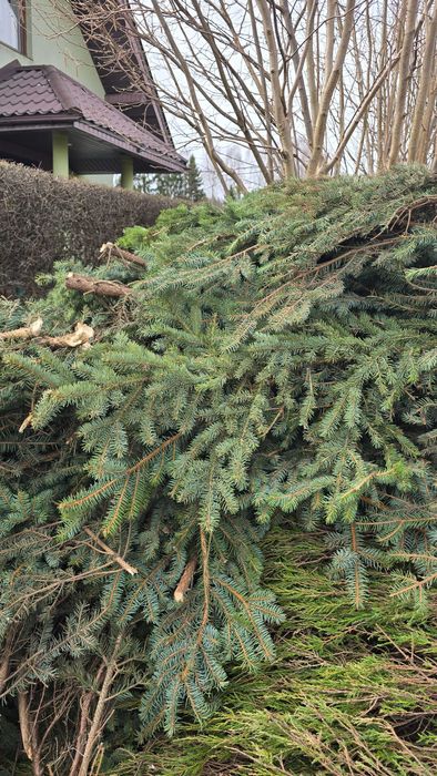 Oddam za darmo gałęzie