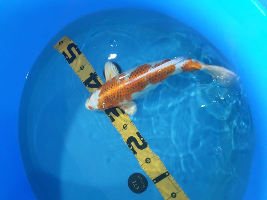 Carpa Koi Kujaku