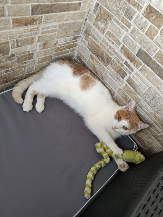 Przecudny Pinokio czeka na adopcje