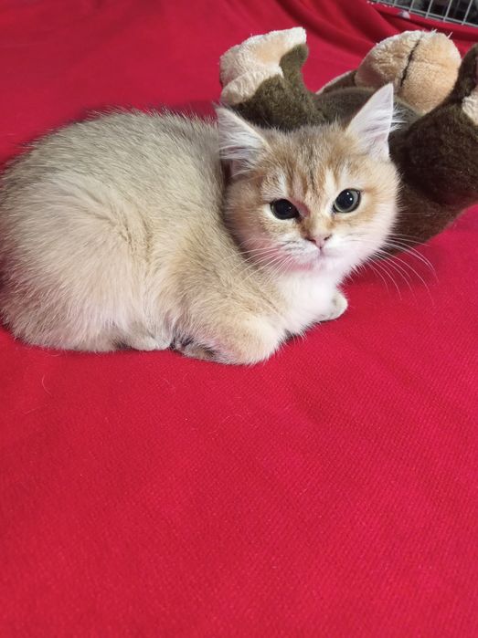 Британські кошенята