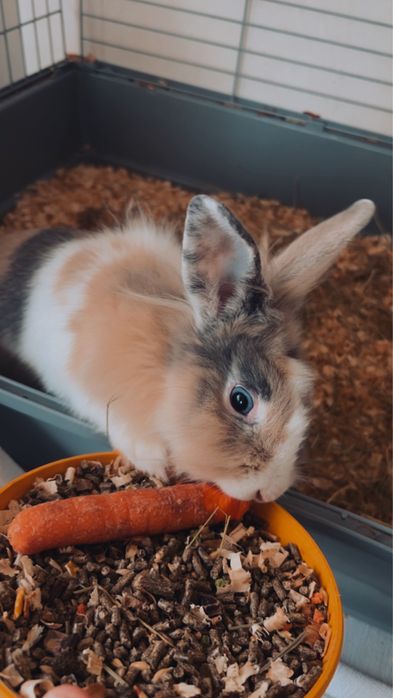 Coelhinha para venda