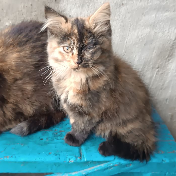 Віддам в добрі руки