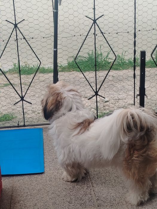 Shih tzu lindíssimo