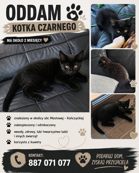 Oddam kotka czarnego