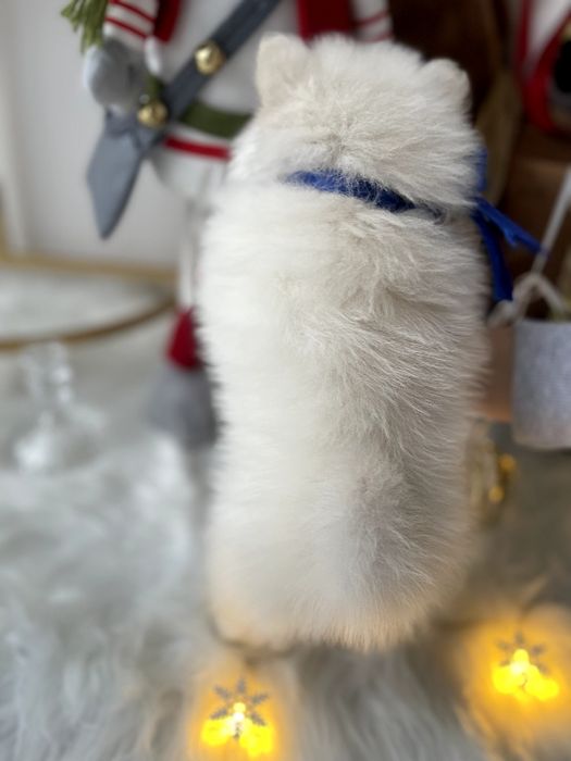 Померанські шпіци — Гарантовано закохаєтесь з першого погляду