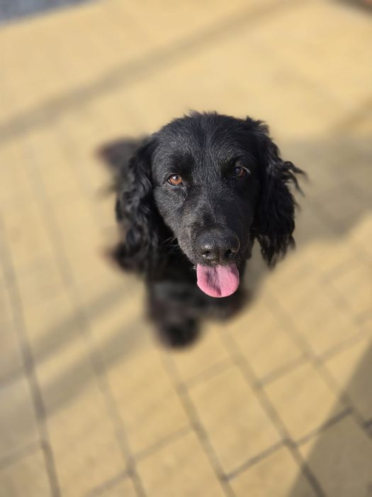 Bambo - czarny spanielek. Adopcja !