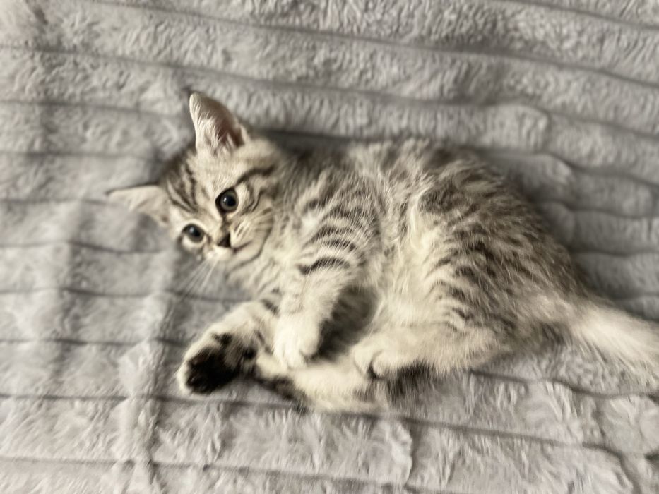 Британські короткошерсті кошенята шукають родину