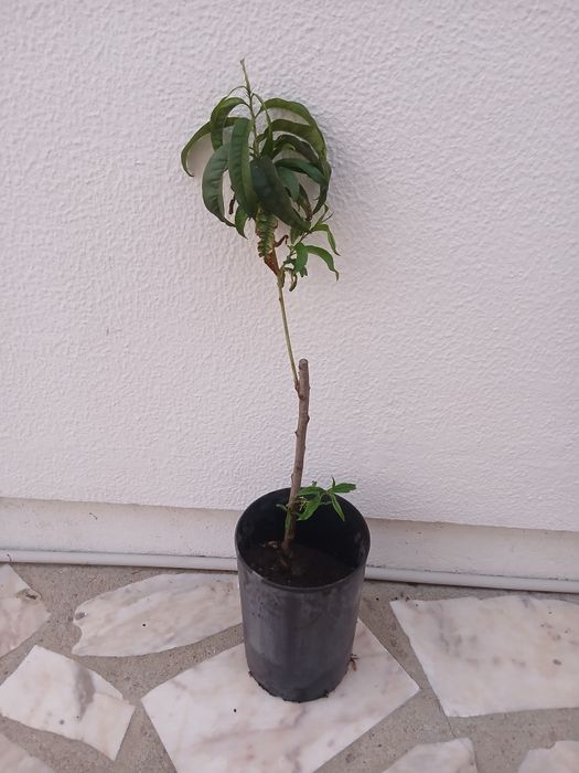 Pessegueiro enxertado muito bem tratado