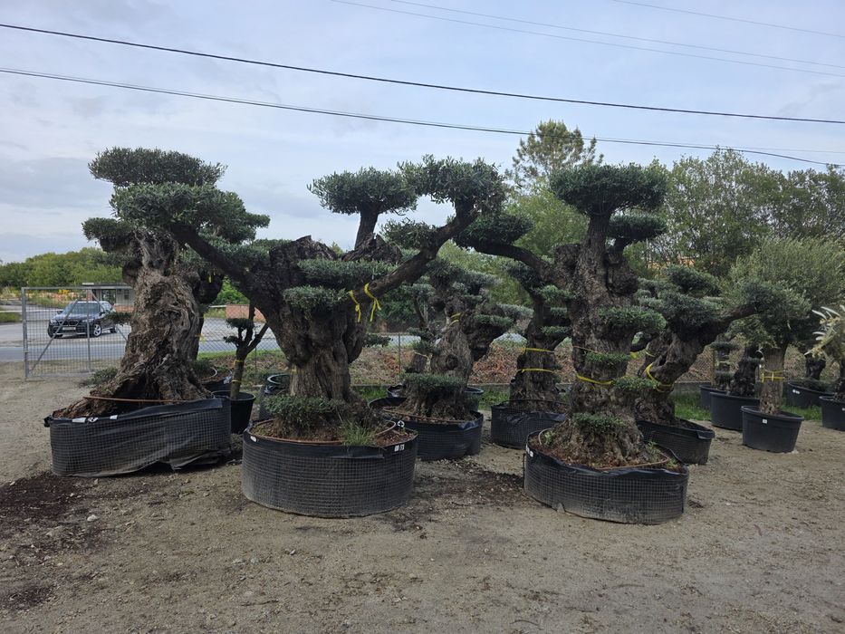 Oliveiras bonsai xl